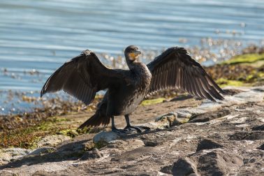 Vogel breitet zum trocknen die Flügel aus