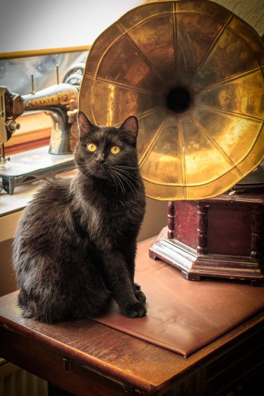 schwarze katze vor grammophon