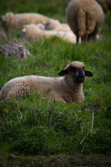 Schaf liegend auf Wiese