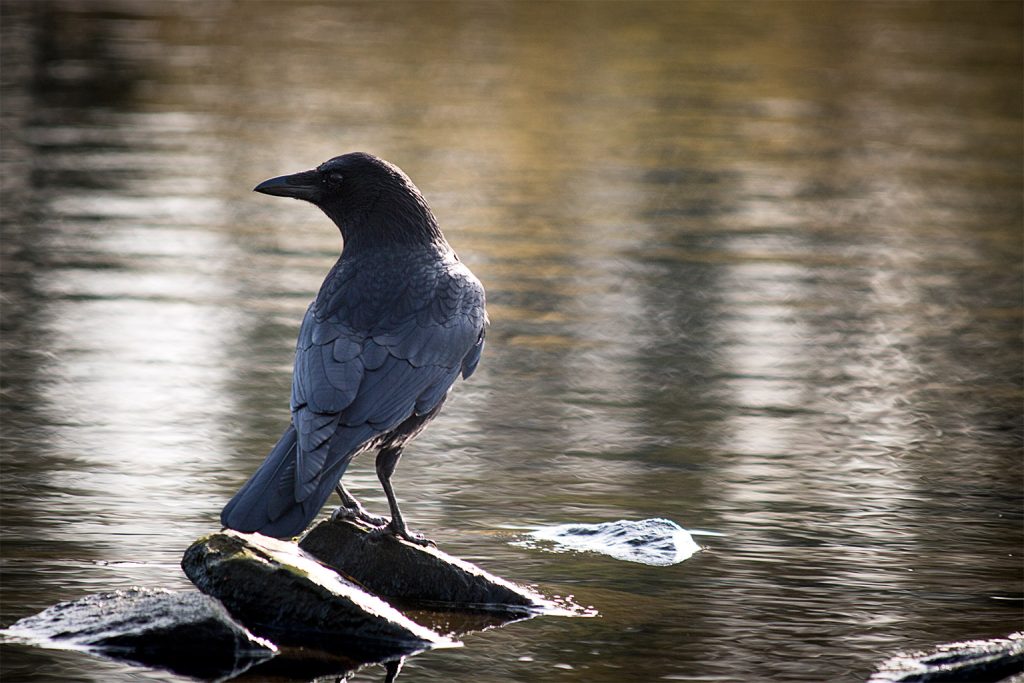 Krähe auf einem Stein sitzend im Fluss
