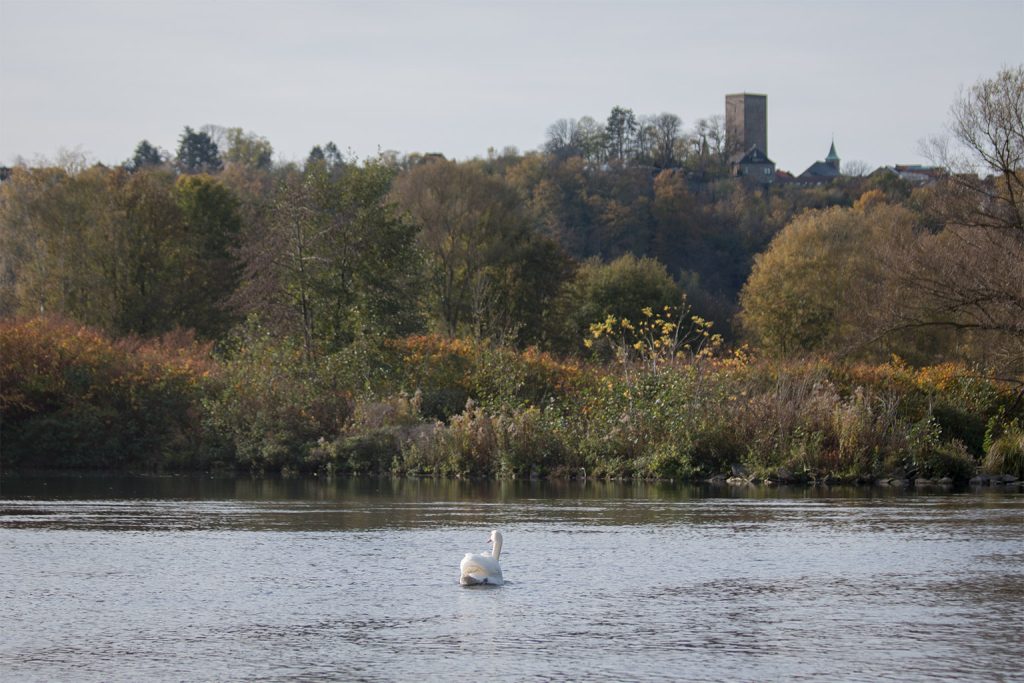 Schwan vor Burg Blankenstein