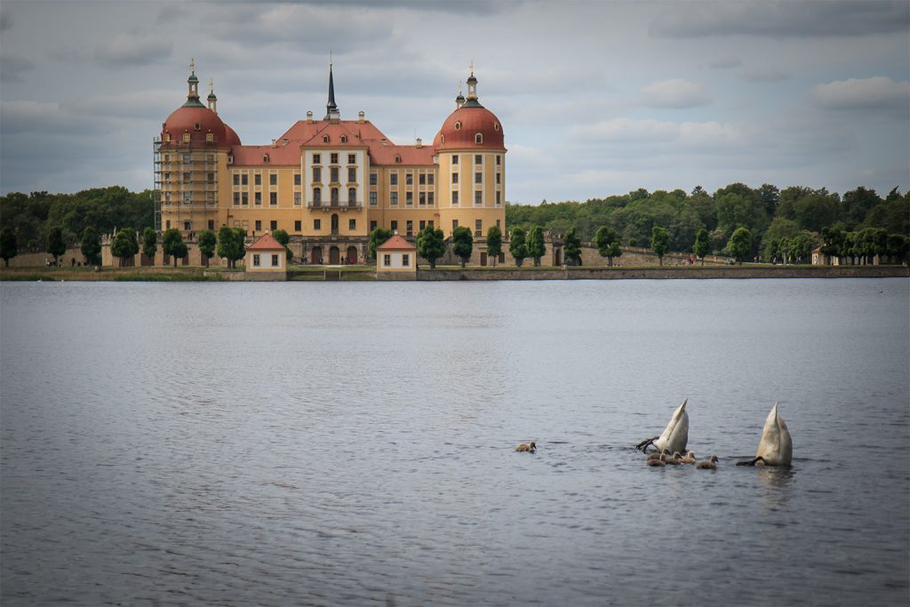 moritzburg panorama mit schwänen 2